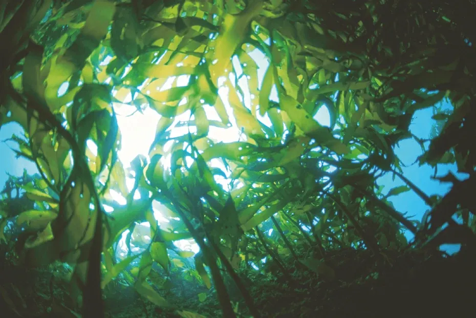Seaweed underwater, the natural source of alginic acid